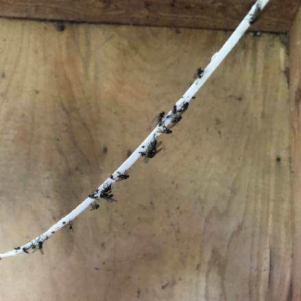 Fly Trap Rope 400m image 3
